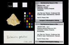 Foto (Objekt + Etikett) von Bullariscus patruliusi (Robins et al., 2013)  (NHMW-GEO-1990-0041-2995)